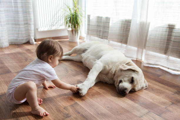 Flooring Options For Pet Owners | DeGraaf Interiors